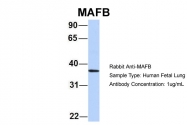 ARP58149_P050 - MAFB
