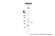 ARP58157_P050 - HMGB2 / HMG2