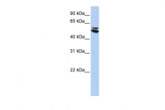 ARP58232_P050 - Cytokeratin 7
