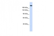 ARP58233_P050 - Laminin gamma 1