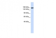 ARP58234_P050 - Laminin gamma 1
