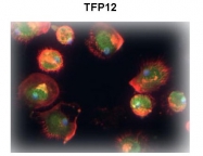 ARP58242_P050 - TFPI2