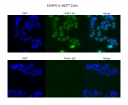 ARP58281_P050 - Histone H2A.x