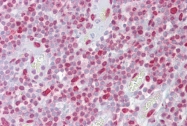ARP58281_P050 - Histone H2A.x