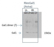 ARP58491_P050 - Galectin-1