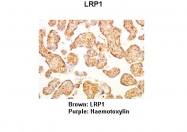 ARP58562_P050 - CD91 / LRP1