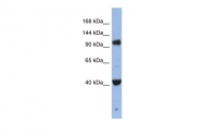 ARP58795_P050 - EIF2C4 / AGO4