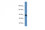 ARP58812_P050 - EIF2C3 / AGO3