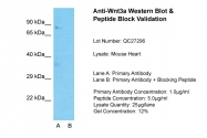 ARP58819_P050 - WNT3A