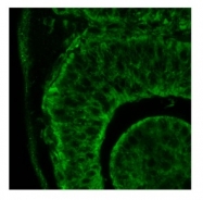 ARP58832_P050 - CD29 / Integrin beta-1