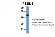 ARP58941_P050 - Presenilin-1
