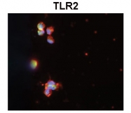 ARP59037_P050 - CD282 / TLR2