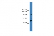 ARP59037_P050 - CD282 / TLR2