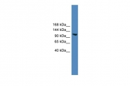 ARP59057_P050 - USP7 / HAUSP