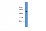 ARP59105_P050 - CD4