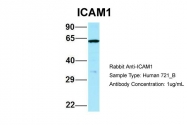 ARP59129_P050 - CD54 / ICAM1