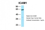ARP59129_P050 - CD54 / ICAM1