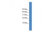 ARP59132_P050 - Interleukin-17A (IL17A)