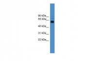 ARP59142_P050 - CD223 / LAG3