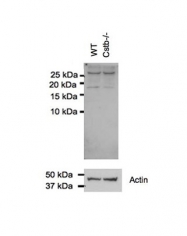 ARP59177_P050 - Cystatin-B