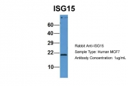 ARP59386_P050 - ISG15 / G1P2