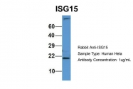 ARP59386_P050 - ISG15 / G1P2
