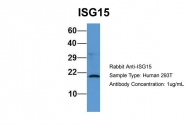 ARP59386_P050 - ISG15 / G1P2