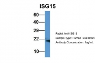 ARP59386_P050 - ISG15 / G1P2