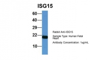 ARP59386_P050 - ISG15 / G1P2
