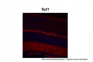 ARP59447_P050 - Synaptotagmin-1