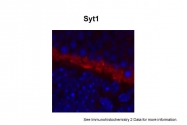 ARP59447_P050 - Synaptotagmin-1