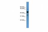 ARP59447_P050 - Synaptotagmin-1