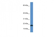 ARP59488_P050 - VAMP-1 / Synaptobrevin-1