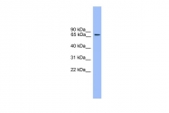 ARP59498_P050 - Rabphilin-3A / RPH3A