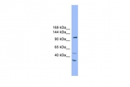 ARP59661_P050 - STARD8