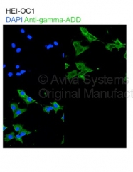 ARP59946_P050 - Gamma-adducin (ADD3)