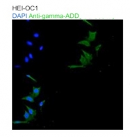 ARP59947_P050 - Gamma-adducin (ADD3)