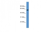 ARP59960_P050 - Alpha-1B adrenergic receptor / ADRA1B