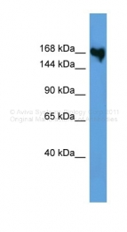 ARP60015_P050 - Collagen type V