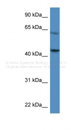 ARP60033_P050 - Thrombin receptor / F2R