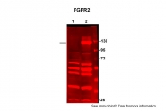 ARP60044_P050 - CD332 / FGFR-2