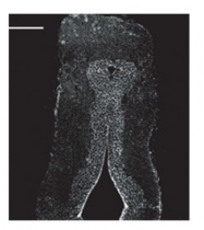 ARP60104_P050 - Calbindin