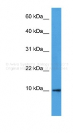 ARP60172_P050 - Defensin beta 2