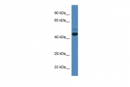 ARP60687_P050 - SPRYD3