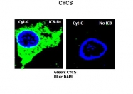 ARP60978_P050 - Cytochrome c