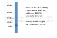 ARP60982_P050 - Histone H3.1
