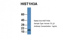 ARP60982_P050 - Histone H3.1