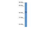 ARP61286_P050 - D-aspartate oxidase