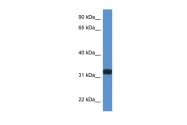ARP61287_P050 - D-aspartate oxidase