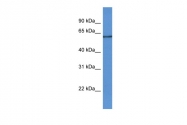 ARP61313_P050 - CD111 / Nectin 1